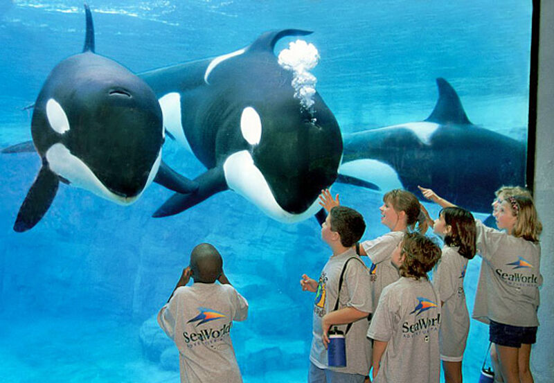 Orcas in Gefangenschaft soll es in den Seaworld-Parks künftig nicht mehr geben