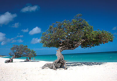 Die knorrigen Divi-Divi-Bäume am Eagle Beach sind längst auch das Markenzeichen der Insel Die knorrigen Divi-Divi-Bäume am Eagle Beach sind längst auch das Markenzeichen der Insel