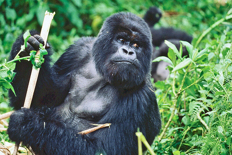 Touristisches Highlight in Ruanda ist ein Besuch der Gorillas
