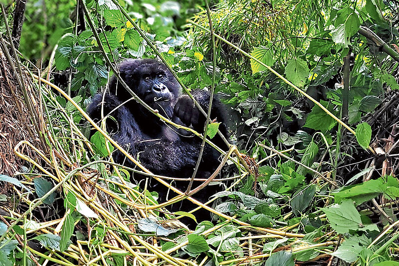 Touristisches Highlight in Ruanda ist ein Besuch der Gorillas
