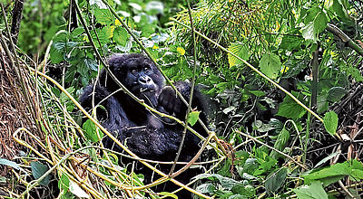 Touristisches Highlight in Ruanda ist ein Besuch der Gorillas