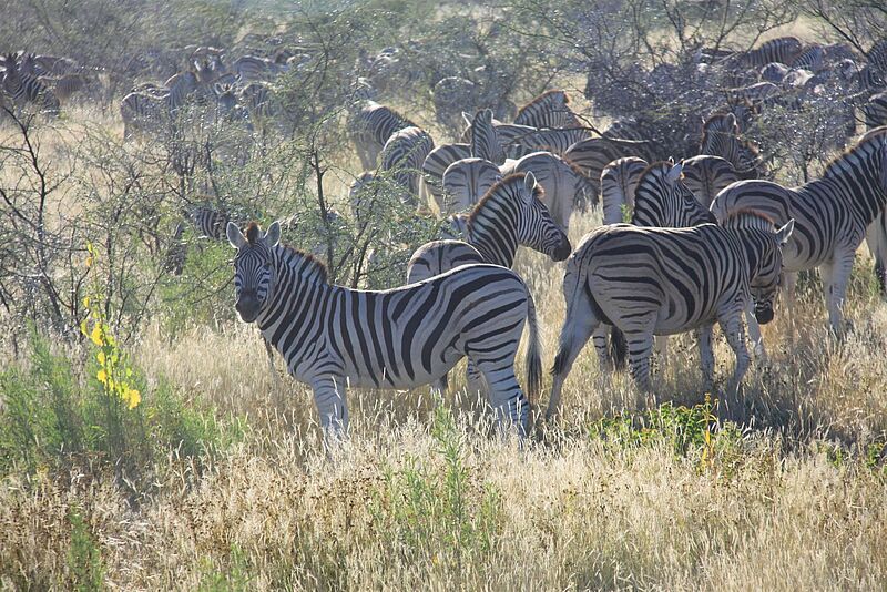 Für Namibia hat das Auswärtige Amt wieder eine Reisewarnung verhängt