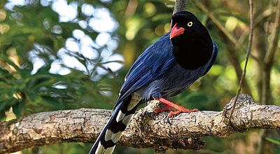 Ein auffälliger Vogel mit tiefblauem Gefieder, schwarzem Kopf, rotem Schnabel und roten Beinen sitzt auf einem Ast im grünen Wald.