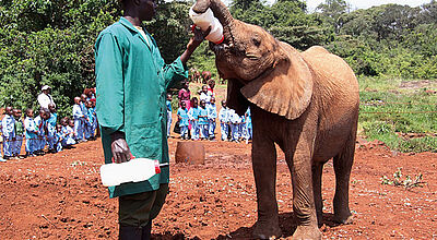 XL-Milchflaschen werden im Elefanten-Waisenhaus verfüttert.