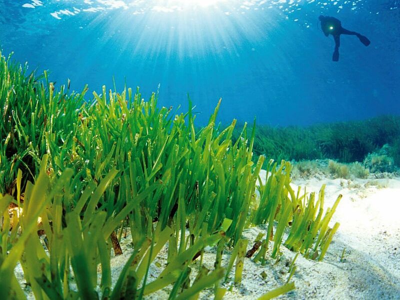Die Posidonia-Pflanzen zählen zum Unesco-Weltkulturerbe..Foto: Ibiza Travel