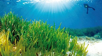 Die Posidonia-Pflanzen zählen zum Unesco-Weltkulturerbe..Foto: Ibiza Travel
