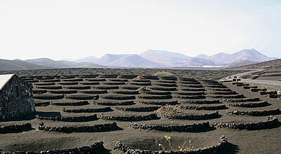 Auf der Straße bei La Geria gab es eine aufregende Verfolgungsjagd.