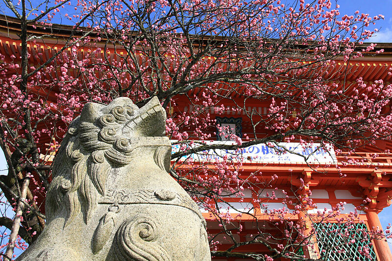 Bei beliebten Terminen wie Japan zur Kirschblüte, lohnt es sich, früh zu buchen. Foto: ah
