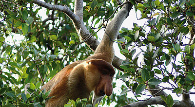 Vom Aussterben bedroht: Rund 600 Nasenaffen leben auf Borneo.