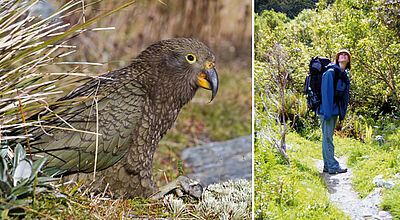 Die Papageienvögel toben sich gerne mal in den Tälern der neuseeländischen Alpen aus. Rechts: Trekker bleiben nur selten trocken.
