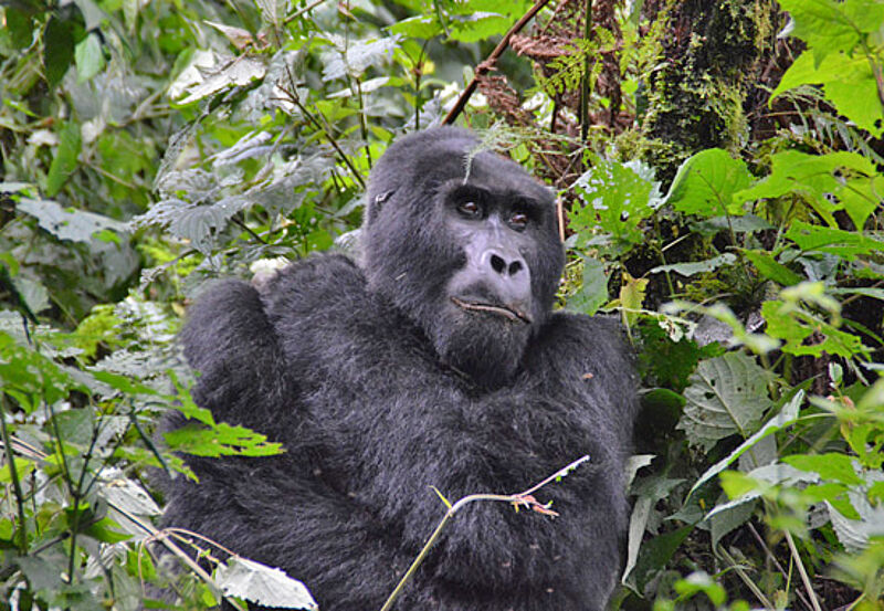 Auf Tuchfühlung: Uganda eignet sich hervorragend, um Gorillas zu beobachten.