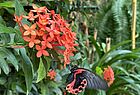 … äußerst sehenswerte Schmetterlingspark 