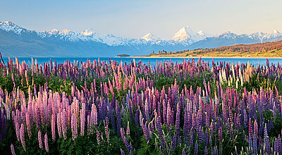 Sonnenuntergang auf wilden Lupinen in der Nähe von Mount Cook in Neuseeland 