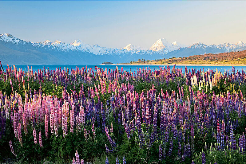 Sonnenuntergang auf wilden Lupinen in der Nähe von Mount Cook in Neuseeland 