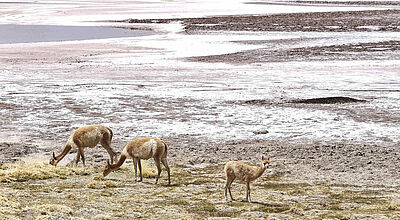 Bei der Rundreise „Faszination Anden“ treffen Gäste in der Atacama-Wüste häufiger auf Vikunjas. Foto: ah