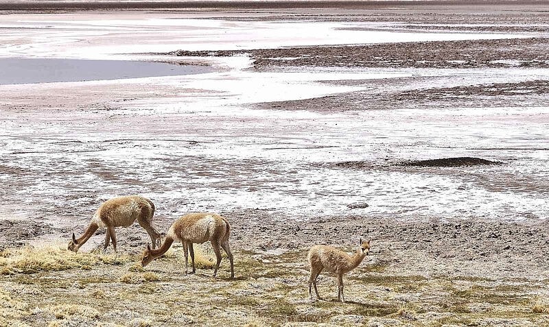 Bei der Rundreise „Faszination Anden“ treffen Gäste in der Atacama-Wüste häufiger auf Vikunjas. Foto: ah
