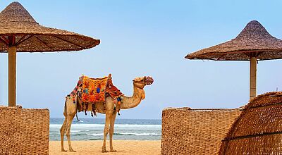 Geschmücktes Dromedar zwischen traditionellen Strohschirmen am Meeresstrand, im Hintergrund Wellen und blauer Himmel.