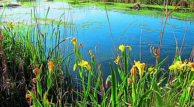 Ein überflutetes Feld mit Wiesenblumen im Vordergrund. Die Sonne scheint am bleuen Himmel. Im Hintergrund eine Schleuse.
