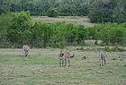 Bei einer Safari im Inneren von Cayo Saetia kann man auch Zebras sehen