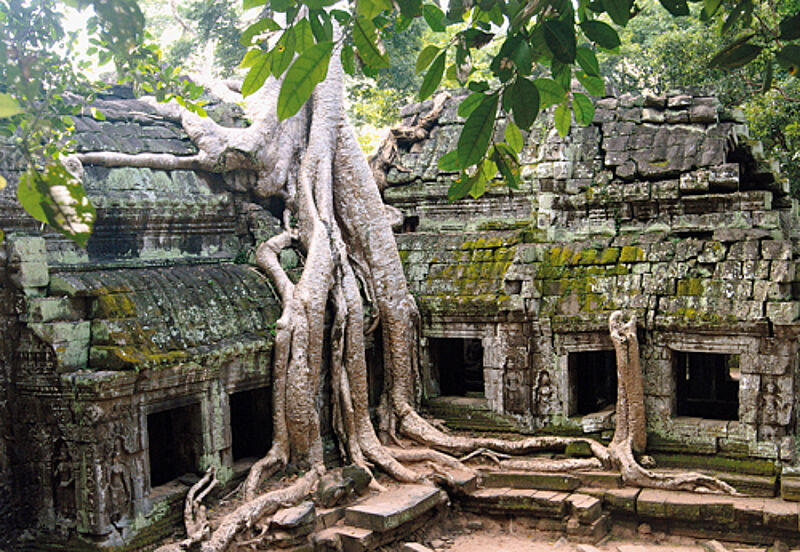 Verwunschen und verwildert präsentieren sich die Tempelanlagen von Angkor Wat.