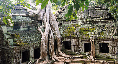 Verwunschen und verwildert präsentieren sich die Tempelanlagen von Angkor Wat.