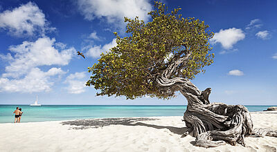 Der Divi-Divi-Baum ist eines der Wahrzeichen von Aruba