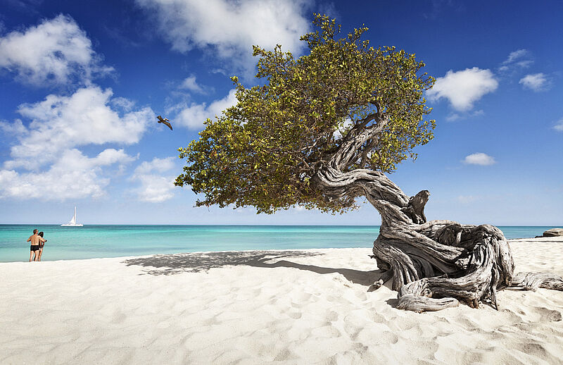 Der Divi-Divi-Baum ist eines der Wahrzeichen von Aruba