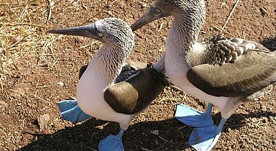 Blaufußtölpel sind auf den Galapagos-Inseln gesetzlich geschützt Rund 80 Zentimeter große Vögel mit blauen Füßen