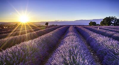 Lavendelfeld in der aufgehenden Sonne