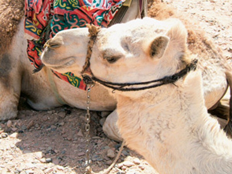 Ein statt zwei Höcker: Kamel-Safaris auf dem Sinai werden auf dem Rücken von Dromedars durchgeführt.