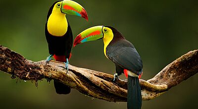 Über Ostern 2026 geht es mit Frobeen Erlebnisreisen zu den Naturschönheiten Costa Ricas. Zwei farbenprächtige Tukane mit großen, bunt gemusterten Schnäbeln sitzen auf einem gebogenen Ast; ihre gelben Brustfedern und schwarzen Körper heben sich deutlich vom unscharfen, grünen Hintergrund ab.