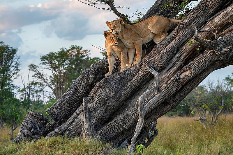 Zwei Löwinnen stehen eng beieinander auf einem schräg gewachsenen, dicken Baumstamm in einer afrikanischen Savannenlandschaft. Sie blicken aufmerksam in die Ferne, während im Hintergrund Bäume und Grasland zu sehen sind.