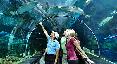 Sea World in San Diego: Vor 60 Jahren wurde hier der erste Freizeitpark eröffnet. Foto: Sea World