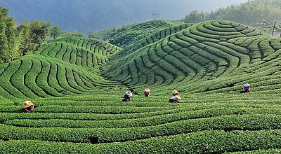 Teeplantage in Alishan Menschen bei der Teeernte auf einer weitläufigen, hügeligen Teeplantage mit präzise geformten, grünen Reihen von Teebüschen in einer bergigen Landschaft unter leicht dunstigem Himmel.