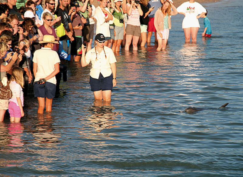 Morgens versammeln sich Touristen am Strand, um die Delfine zu sehen.