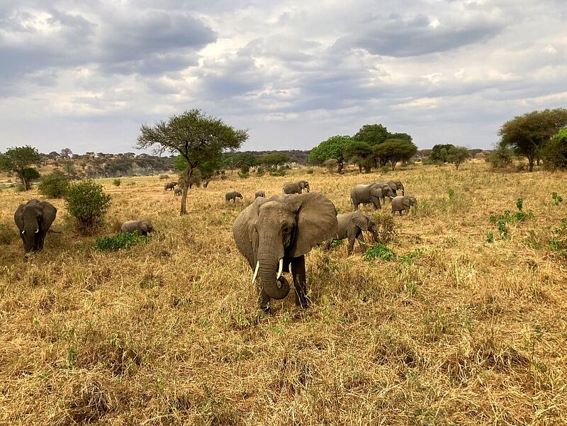 Auch auf Safari werden die Teilnehmer des Famtrips gehen