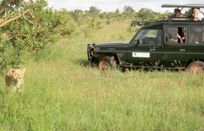 Kenia bietet mehr als 60 Nationalparks und Reservate für Safaris.