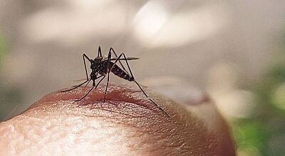 Die Asiatische Tigermücke, auch Aedes-Mücke genannt, kann unter anderem das Dengue-Fieber-Virus übertragen. Foto: Mammuth/iStock