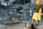 Nah dran am Amur-Tiger: In vielen Bereichen des Zoos haben Glasscheiben die Gitter ersetzt