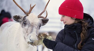 Die „Erlebnisreise Lappland“ beinhaltet auch den Besuch einer Rentierfarm. Foto. Vianova Braunhaarige Frau mit geflochtenem Zopf, roter Mütze, blauer Winterjacke und schwarzen Handschuhen füttert Rentier mit Moos und Flechten. Die Landschaft ist winterlich.