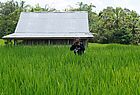 Ein Fotograf im Reisfeld
