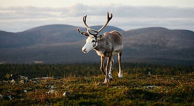 Rentier Vesku hat jede Menge Reisetipps für eine Sommertour durch Lappland
