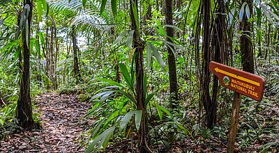 Ein Wanderweg durch den Urwald, rechts steht ein Holzschild Waitukubuli National Trail