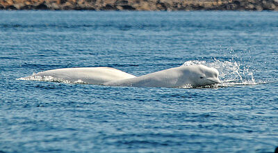 Die Teilnehmer der Churchill-Expedition können sich unter anderem auf Begegnungen mit Belugawalen freuen. Foto: Hapag-Lloyd Cruises Belugawal mit Kopf über Wasser