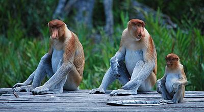 Zwei ausgewachsene Nasenaffen und ein kleiner sitzen auf einer hölzernen Plattform in einer Dschungellandschaft