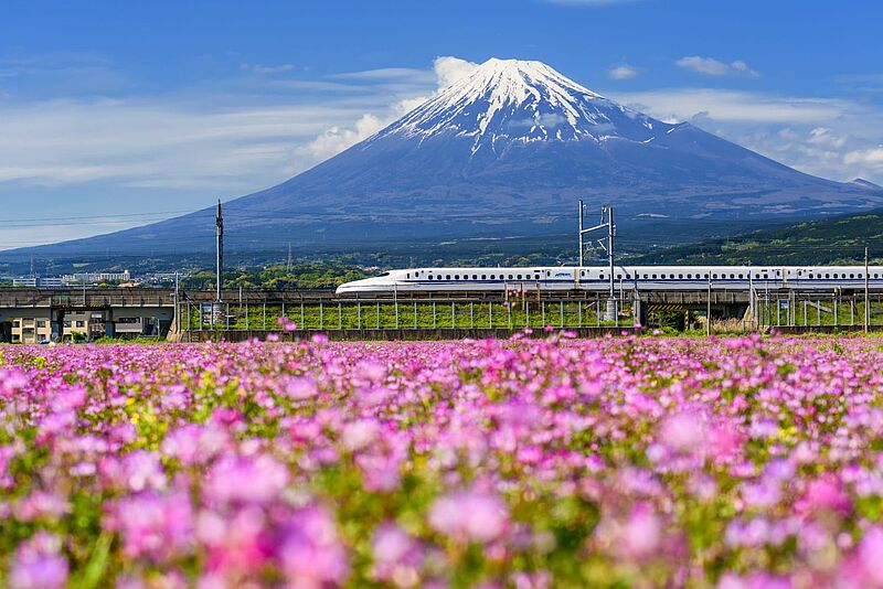 Ein Hochgeschwindigkeitszug (Shinkansen) fährt vor dem schneebedeckten Mount Fuji in Japan vorbei, im Vordergrund blüht ein weites Feld mit pinkfarbenen Blumen unter blauem Himmel.