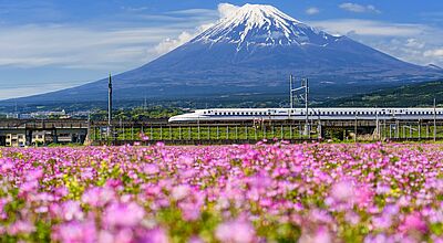 Ein Hochgeschwindigkeitszug (Shinkansen) fährt vor dem schneebedeckten Mount Fuji in Japan vorbei, im Vordergrund blüht ein weites Feld mit pinkfarbenen Blumen unter blauem Himmel.