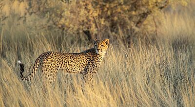 Insbesondere für Afrika hat Gebeco das Angebot erweitert. Foto: pawel.gaul/istock Ein Gepard steht in hohem, goldgelbem Gras einer Savannenlandschaft und blickt aufmerksam zur Seite. Im Hintergrund sind unscharfe Büsche und Bäume in warmem Sonnenlicht zu sehen.
