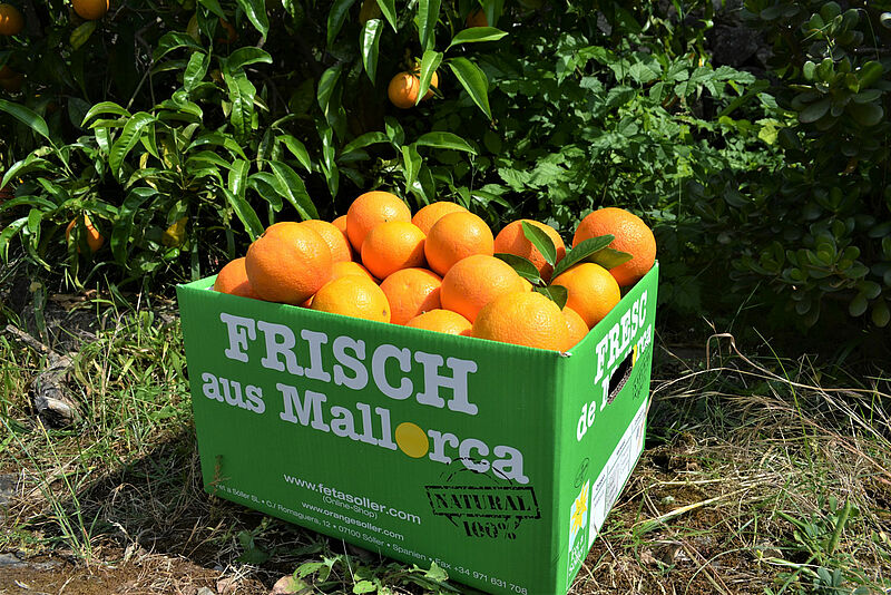 Frisch von den Plantagen von Fet a Sóller: Alltours versorgt Reisebüros auch in diesem Jahr mit Orangen