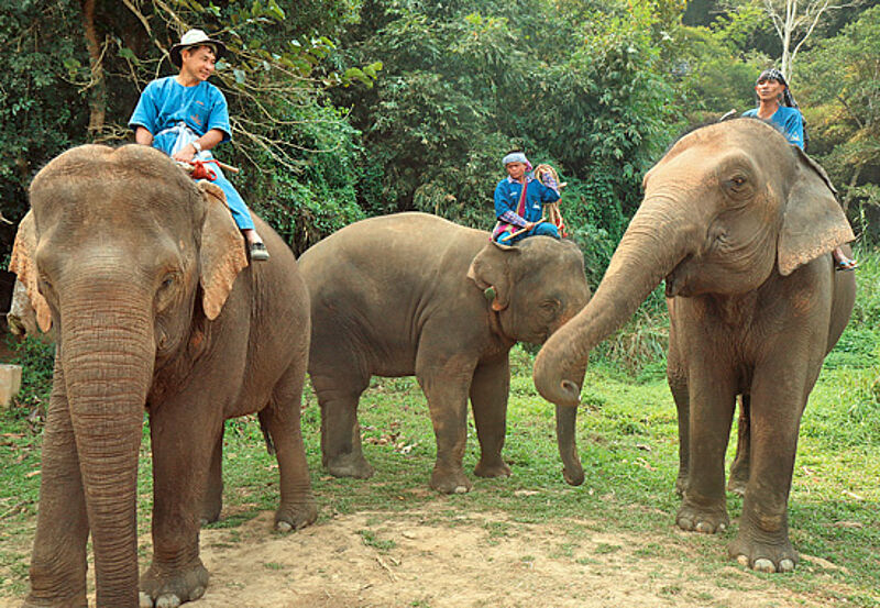 Die Elefanten des Resorts mit ihren Mahouts